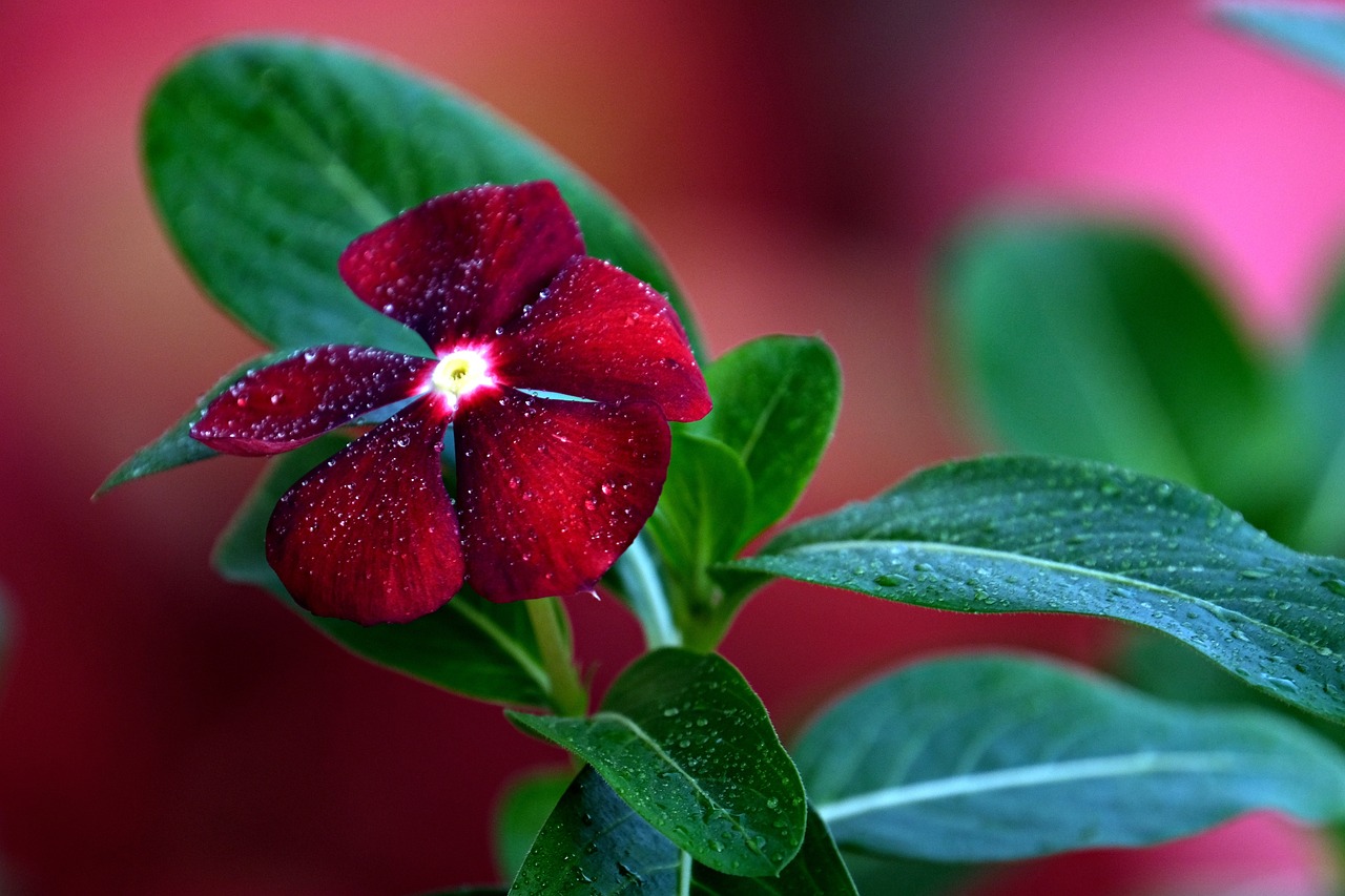 Best Ground Cover Plants for Low Maintenance Gardens